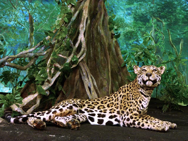 pieza del mes enero 2014 jaguar
