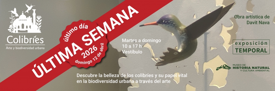 Colibries Ultima Semana_2