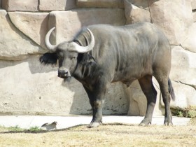bufalo-cafre