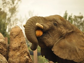elefante-africano-2