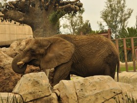 elefante-africano-3