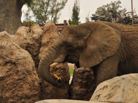 elefante-africano-4