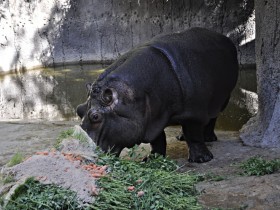hipopotamo-3