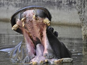 hipopotamo-4