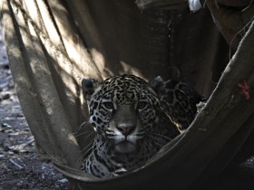 jaguar-2
