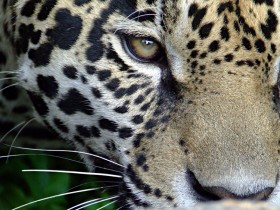 jaguar-3