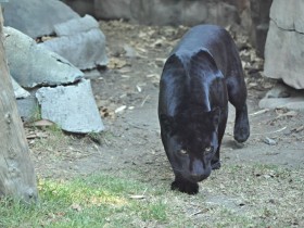 jaguar-4