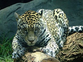 jaguar-5