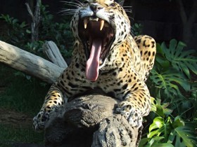 jaguar-6