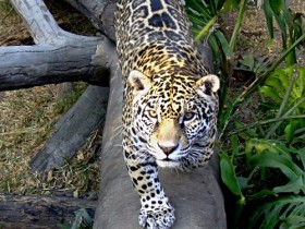 jaguar-7