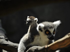 lemur-5