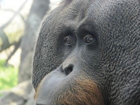 orangutan-1