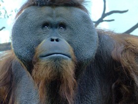 orangutan-7