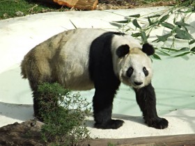 panda-gigante-1