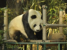 panda-gigante-3