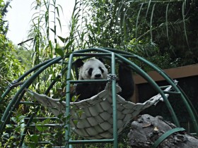 panda-gigante-5