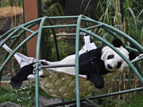 panda-gigante-6