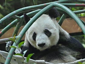panda-gigante-7