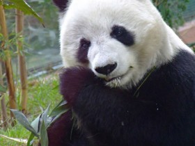 panda-gigante-8