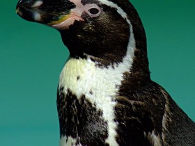 pinguino-6