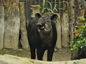 tapir-1