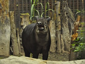 tapir-2