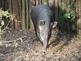 tapir-5