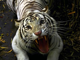 tigre-de-bengala-1