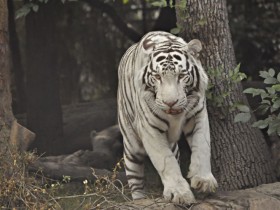 tigre-de-bengala-2