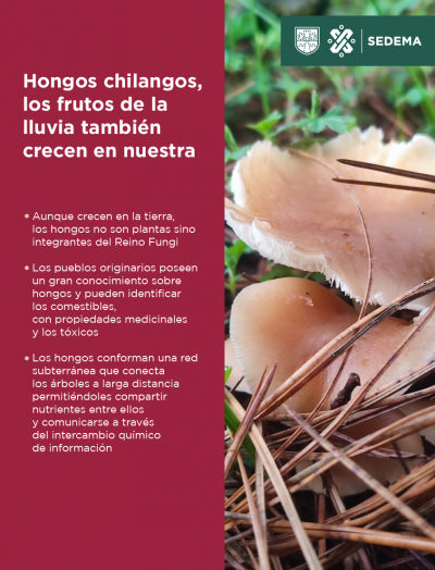 Hongos chilangos, los frutos de la lluvia también crecen en nuestra ciudad