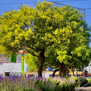 Parque